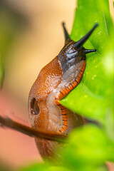 Insekten, Holzbienen auf Blumen im Garten