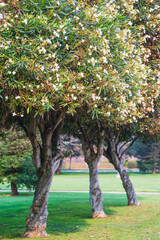 Fototapeta na wymiar Dwarf White Oleander, or Nerium Oleander, beautiful trees with snowy flowers and evergreen foliage.