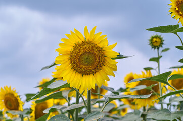 Sunflower close up in a field against the background of a dramatic sky