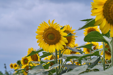Close-up sunflowers in a field against the background of a dramatic sky