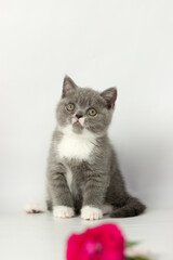 Cute British short hair cat. Little kitten plaing, looking at the camera. Red decor