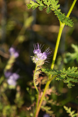 purple phacelia tanacetifolia wildflower with sweet pollination bee and butterfly likes