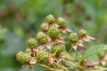 Ripening green blackberries in the garden 