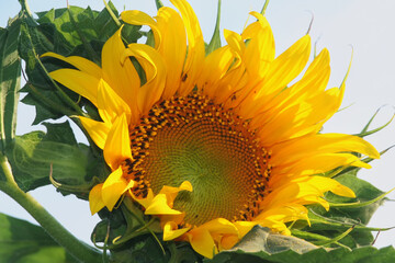 Yellow sunflower in the bright sun,Beautiful yellow sunflower bright sun