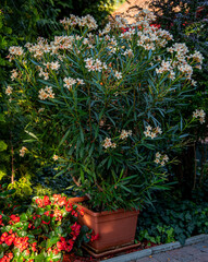 Fototapeta na wymiar Nice oleander in the garden in summer 