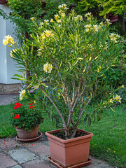 Nice oleander in the garden in summer	