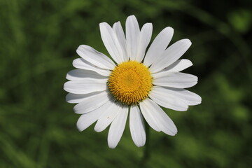 Fototapeta premium 春の公園に咲くフランスギクの白い花