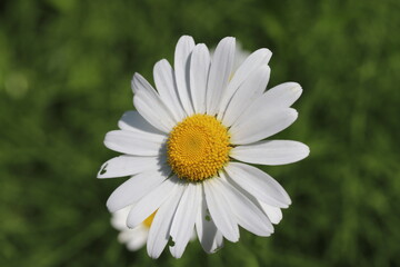 春の公園に咲くフランスギクの白い花
