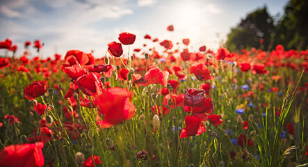 Wonderful poppy field in spring