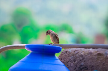 Closeup shot of a sparrow perched on a wooden stick on a blurred background