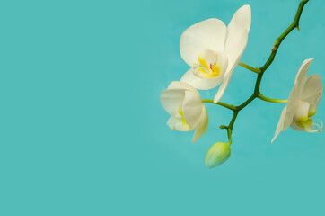 White orchid branch with bud