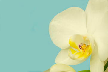 White orchid flower on blurred blue background