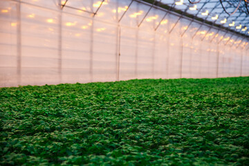 Plants grow in a greenhouse