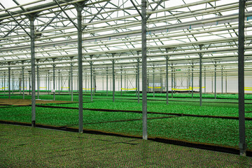 Plants grow in a greenhouse