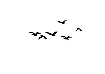 Silhouettes of flying birds on a white background.