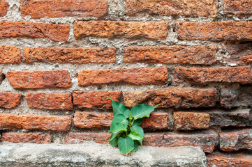 Antique brick wall in the ornamental garden