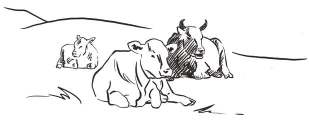 Cows lying down on meadow Hand drawn sketch style black and white graphic vector illustration