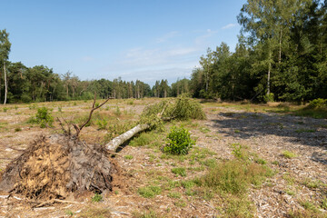 Deforestation of pine forest landscape with blue skies