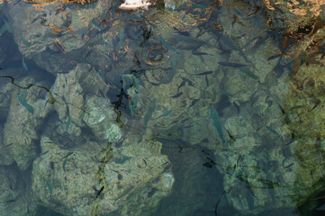 Nautreshot - fish in water