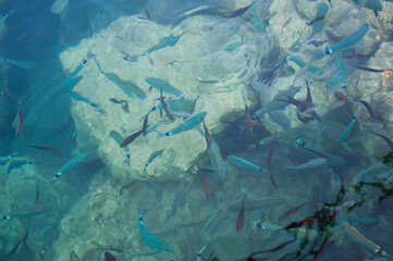Fish swim in the blue sea, nature stones aquarium
