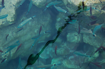 Fish shadow swim in the blue sea, nature stones