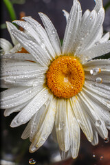 Fototapeta premium Beautiful and moody chamomile flowers composition.
