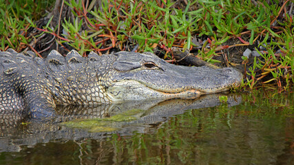 American alligator basking in a mangrove swamp