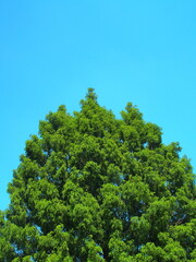 初夏の新緑のメタセコイアと青空