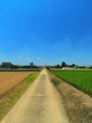 Fototapeta na wymiar 初夏の農道のある風景