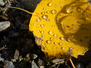 close up of yellow birch leaf with clear water drops ind sunlight