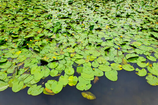 Water lily leaves a lot. Flowers nuphar lutea, waterlily, brandybottle, cow lily on  lake