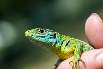 green lizard close up