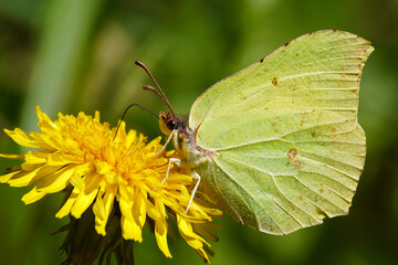 motyl, spijanie nektaru