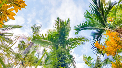 Fototapeta premium Palm leaves and tropical plants against sky. View from below, selective focus