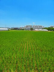 郊外の初夏の田圃風景