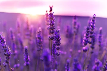 Foto op Canvas lavender field at sunset © Kerim