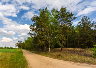 Fototapeta premium Forest in summer, Lad, Landscape Park, Poland.