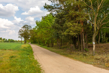 Fototapeta na wymiar Forest in summer, Lad, Landscape Park, Poland.