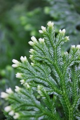 Closeup of a green fern plant 