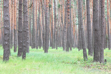 Pine forest with beautiful high pine trees against other pines with brown textured pine bark in summer in sunny weather