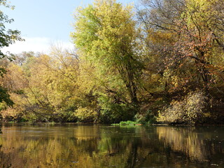 trees on the river