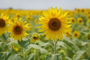 Fototapeta premium field of sunflowers