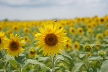 field of sunflowers