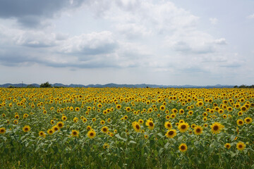field of sunflowers