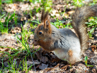 Naklejka na ściany i meble Large portrait of a squirrel sitting on the green grass in the park on a sunny spring day. Close up