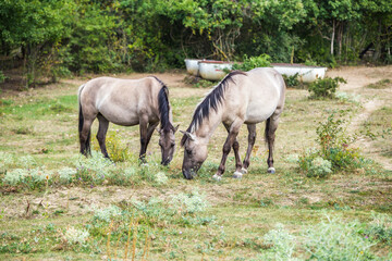 koniks wild horses in the nature reserve near freyburg