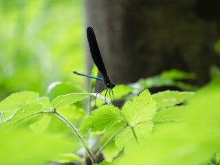 アオハダトンボのオス