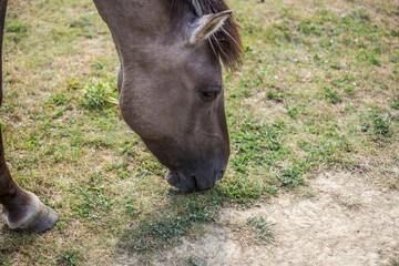 Fototapeta premium koniks wild horses in the nature reserve near freyburg