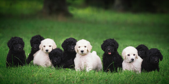 poodle puppies outside in the backyard