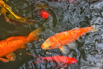 Obraz na płótnie Canvas Bright orange koi fish swimming around in the pond looking for food.
